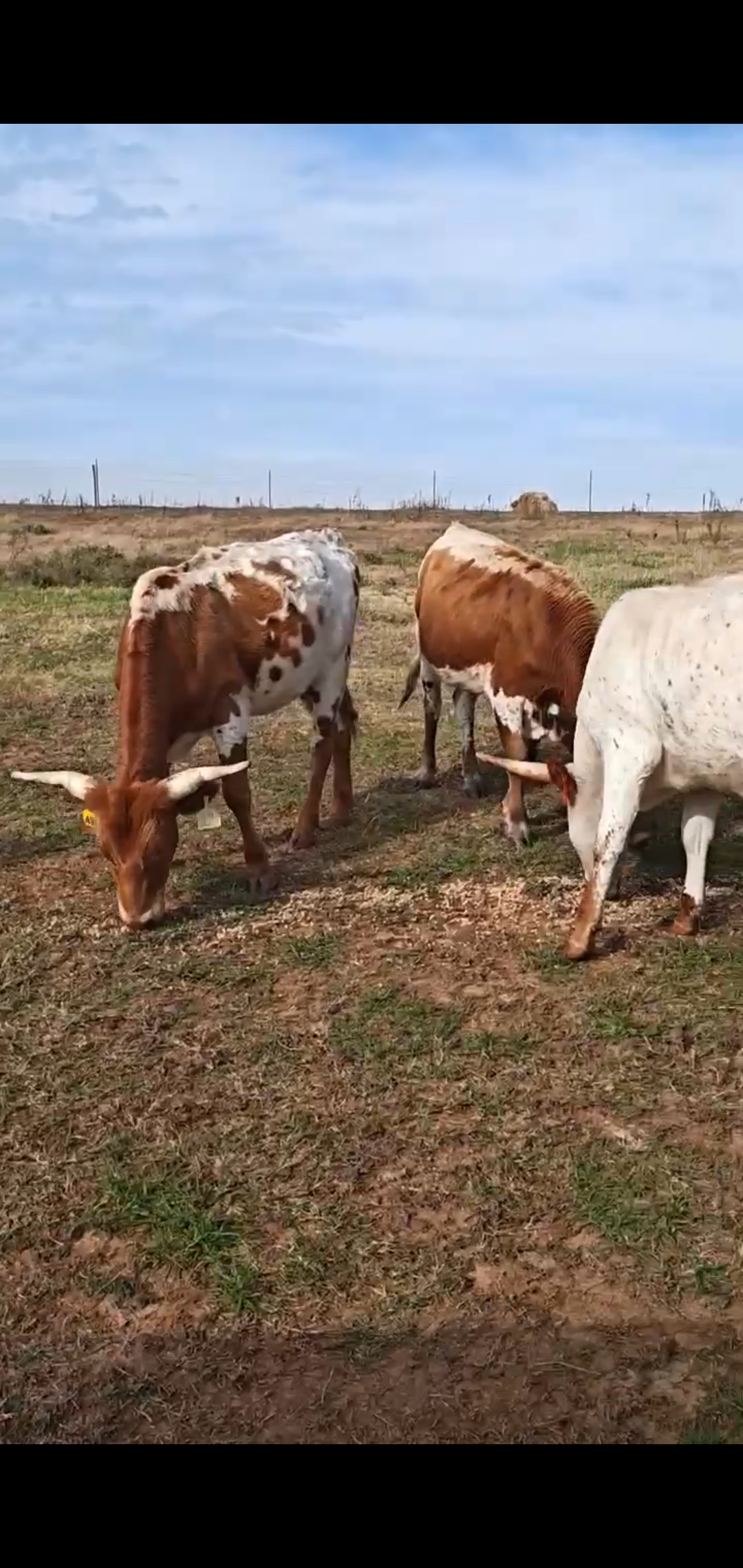 48 - Corriente Bred Heifers and Cows - Oklahoma